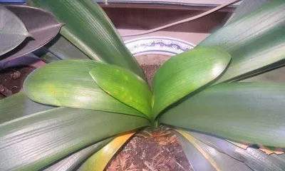 君子兰怎么剪叶,君子兰剪叶技巧与养护指南3