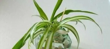 吊兰可以水养吗,轻松养护，观赏性提升2