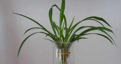 吊兰可以水养吗,轻松养护，观赏性提升3