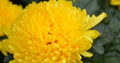 A wide variety of chrysanthemum species, know these and you
