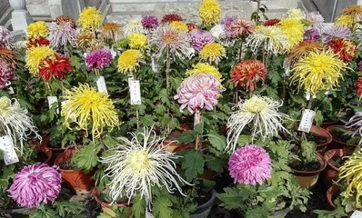A wide variety of chrysanthemum species, know these and you