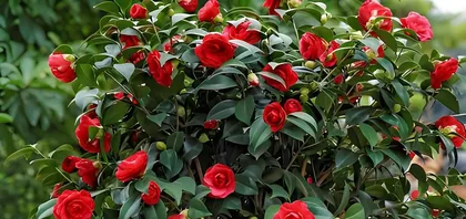 Winter Camellia Care Guide (Watering Tips and Precautions) 1