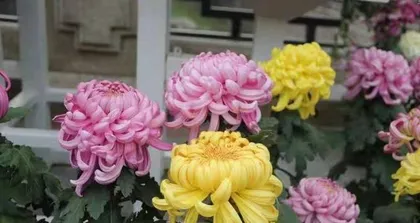 A wide variety of chrysanthemum species, know these and you