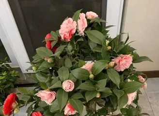 Winter Camellia Care Guide (Watering Tips and Precautions) 2