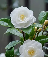 Winter Camellia Care Guide (Watering Tips and Precautions) 3