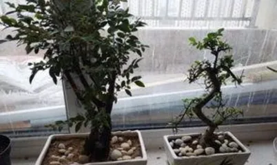 小叶榔榆盆景怎么养,从选材到日常管理”1