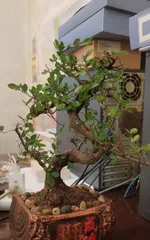 小叶榔榆盆景怎么养,从选材到日常管理”2