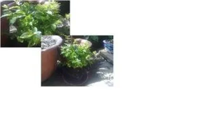 小叶榔榆盆景怎么养,从选材到日常管理”3