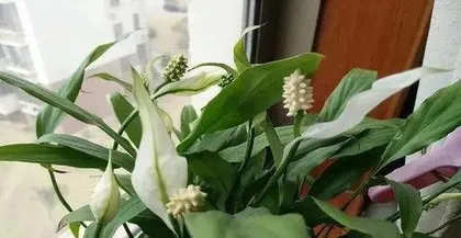 白掌冬天怎么分株,“冬季白掌分株技巧与养护指南”1