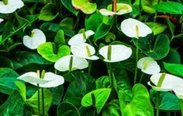 白掌冬天怎么分株,“冬季白掌分株技巧与养护指南”2