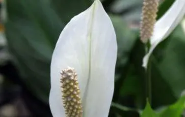 白掌冬天怎么分株,“冬季白掌分株技巧与养护指南”3