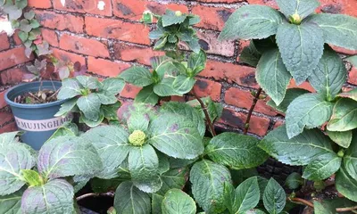 How to water Endless Summer hydrangeas scientifically (care tips for healthy growth) 1