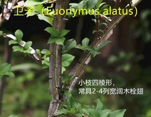Causes and Treatment Methods for Euonymus Winter Leaf Drop (Euonymus Plant, Leaf Drop, Care, Landscaping) 1