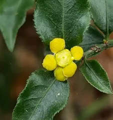 Causes and Treatment Methods for Euonymus Winter Leaf Drop (Euonymus Plant, Leaf Drop, Care, Landscaping) 2