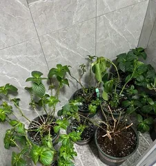 How to water Endless Summer hydrangeas scientifically (care tips for healthy growth) 2