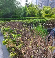 Causes and Treatment Methods for Euonymus Winter Leaf Drop (Euonymus Plant, Leaf Drop, Care, Landscaping) 3