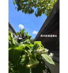 How to water Endless Summer hydrangeas scientifically (care tips for healthy growth) 3