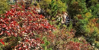 How to Water Maple Trees Reasonably? (Mastering watering frequency and techniques for healthy growth.) 1