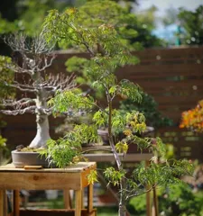 How to Water Maple Trees Reasonably? (Mastering watering frequency and techniques for healthy growth.) 2