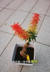 How to Water Maple Trees Reasonably? (Mastering watering frequency and techniques for healthy growth.) 3