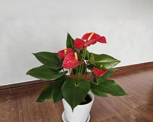 Is Anthurium Suitable for Ground Planting? (Examining the Suitability of Anthurium for Ground Planting from Environmental Requirements, Soil, and Maintenance Perspectives) 1