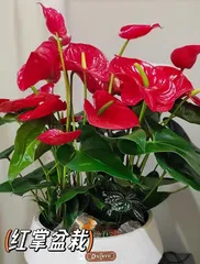 Is Anthurium Suitable for Ground Planting? (Examining the Suitability of Anthurium for Ground Planting from Environmental Requirements, Soil, and Maintenance Perspectives) 2