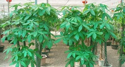 Can Watering Money Trees with Soy Sauce Promote Growth? (Investigating the Truth and Analyzing Possible Effects) 1