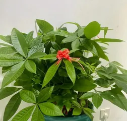 Can Watering Money Trees with Soy Sauce Promote Growth? (Investigating the Truth and Analyzing Possible Effects) 2