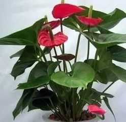 Is Anthurium Suitable for Ground Planting? (Examining the Suitability of Anthurium for Ground Planting from Environmental Requirements, Soil, and Maintenance Perspectives) 3