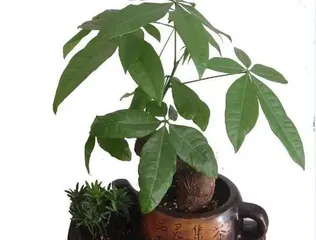 Can Watering Money Trees with Soy Sauce Promote Growth? (Investigating the Truth and Analyzing Possible Effects) 3