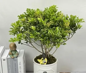 Cultivation Techniques and Key Points for Potted Milan (A detailed guide to easily create a fresh small garden) 1