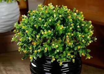 Cultivation Techniques and Key Points for Potted Milan (A detailed guide to easily create a fresh small garden) 2