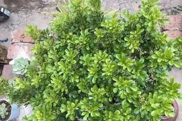 Cultivation Techniques and Key Points for Potted Milan (A detailed guide to easily create a fresh small garden) 3