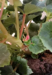 Begonia Care: Watering Frequency (How often and how many days between watering?) 1