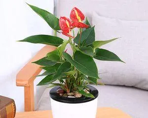Potted Anthurium Care Tips (Large Pot or Small Pot? How to Choose?) 1