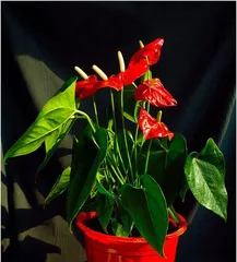 Potted Anthurium Care Tips (Large Pot or Small Pot? How to Choose?) 2