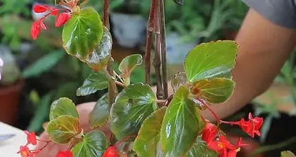 Begonia Care: Watering Frequency (How often and how many days between watering?) 2