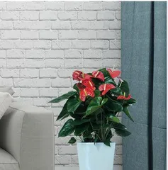 Potted Anthurium Care Tips (Large Pot or Small Pot? How to Choose?) 3