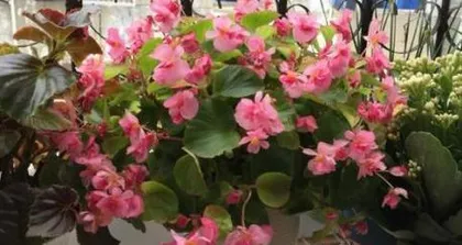 Begonia Care: Watering Frequency (How often and how many days between watering?) 3