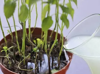 Pothos care tips (nutritional effect of soy sauce water, watering method, precautions) 1