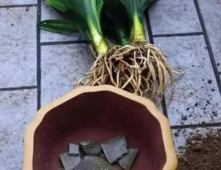 Clivia Root Pruning and Repotting Techniques (Preparation before pruning, pruning methods, precautions during repotting, key care points, etc.) 1