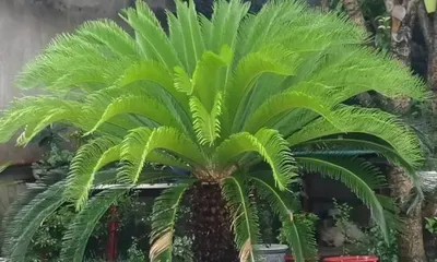 What plants are most suitable for planting at the factory entrance? (The secret to creating a beautiful corporate image) 2