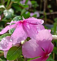 Is Catharanthus roseus toxic? Can it be kept indoors? (Understanding the toxicity and indoor care techniques of Catharanthus roseus) 1
