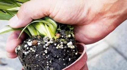 Clivia Root Pruning and Repotting Techniques (Preparation before pruning, pruning methods, precautions during repotting, key care points, etc.) 2