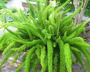 What plants are most suitable for planting at the factory entrance? (The secret to creating a beautiful corporate image) 3