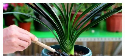 Clivia Root Pruning and Repotting Techniques (Preparation before pruning, pruning methods, precautions during repotting, key care points, etc.) 3