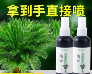 Sago palm new leaves are dry, you need these methods to save it (sago palm care points and dead leaf handling skills, come and learn!)3