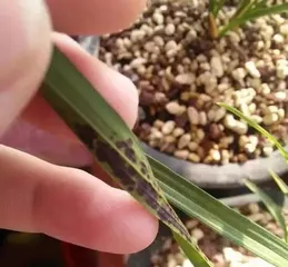 Treatment Methods for Dry Orchid Leaf Tips (Orchid Care Techniques and Prevention of Dry Leaf Tips) 1