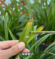 Treatment Methods for Dry Orchid Leaf Tips (Orchid Care Techniques and Prevention of Dry Leaf Tips) 2