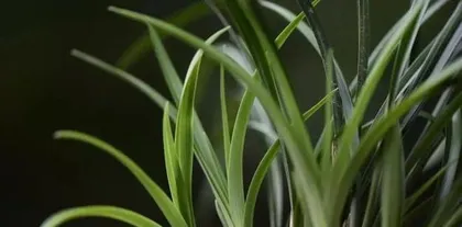 Treatment Methods for Dry Orchid Leaf Tips (Orchid Care Techniques and Prevention of Dry Leaf Tips) 3